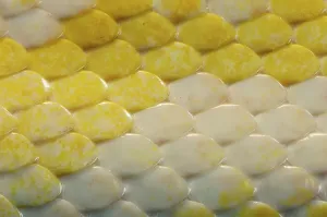 Stampa con cornice : Python indiano (Python molurus bivittatus)