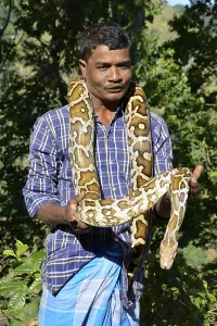 Scaled Reptiles In Nature Stampe: Indian python (Python molurus) Sri Lanka