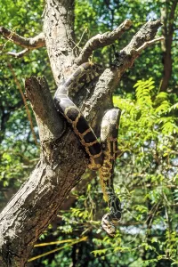 Constrictor Snake Species Stampe: Indian Rock Python (Python molurus) captive