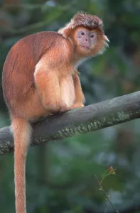 Primate Animal Stampe: Java langur (Trachypithecus auratus auratus)