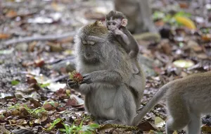Long Tailed Macaque Stampe: Java monkey (Macaca fascicularis)