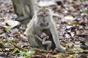 Long Tailed Macaque Stampe: Java monkey (Macaca fascicularis)