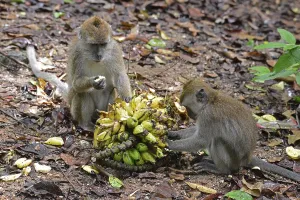 Long Tailed Macaque Stampe: Java monkey (Macaca fascicularis)