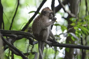 Long Tailed Macaque Stampe: Java monkey (Macaca fascicularis)