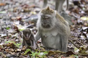 Long Tailed Macaque Stampe: Java monkey (Macaca fascicularis)