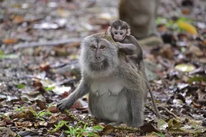 Long Tailed Macaque Stampe: Java monkey (Macaca fascicularis)