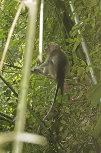 Long Tailed Macaque Stampe: Java monkey (Macaca fascicularis)