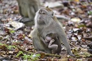 Long Tailed Macaque Stampe: Java monkey (Macaca fascicularis)