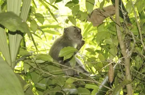Long Tailed Macaque Stampe: Java monkey (Macaca fascicularis)