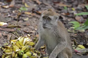 Malaysian Mammals Stampe: Java monkey (Macaca fascicularis)