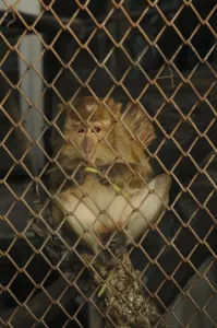 Java Monkey Stampe: Java monkey (Macaca fascicularis)