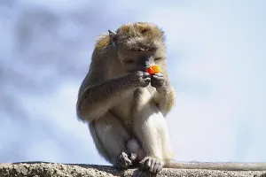 Long Tailed Macaque Stampe: Java monkey (Macaca fascicularis)