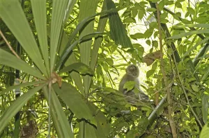 Long Tailed Macaque Stampe: Java monkey (Macaca fascicularis)