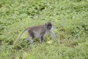 Crab Eating Macaque Images Stampe: Java monkey (Macaca fascicularis)