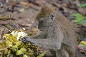 Long Tailed Macaque Stampe: Java monkey (Macaca fascicularis)