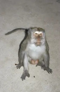 Long Tailed Macaque Stampe: Java monkey (Macaca fascicularis)