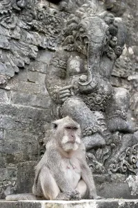 Tropical Marine Animals Stampe: Java monkey Macaca fasciularis