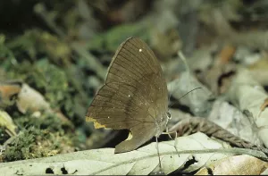Butterflies In Natural Habitat Stampe: Java spotted moth (Nymphalidae)