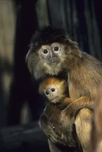 Primate Wildlife Images Stampe: Javan Leaf Monkey (Trachypithecus auratus)