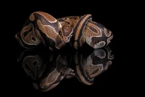 Python Regius Stampe: King python, (Python regius), adult