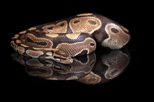 Constrictor Snake Species Stampe: King python, (Python regius), adult