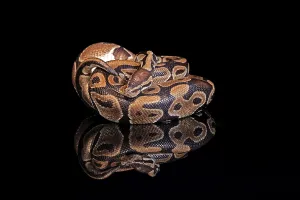Python Regius Stampe: King python, (Python regius), adult