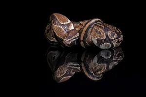 Python Regius Stampe: King python, (Python regius), adult