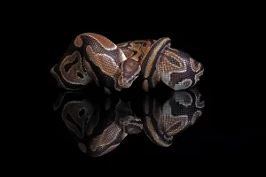 Python Regius Stampe: King python, (Python regius), adult