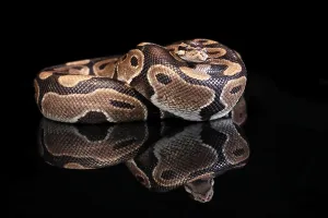Python Regius Stampe: King python, (Python regius), adult