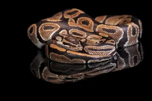 Python Regius Stampe: King python, (Python regius), adult
