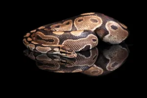 Wildlife Photography Snakes Stampe: King python, (Python regius), adult