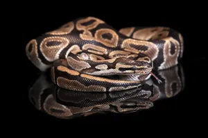 Constrictor Snake Species Stampe: King python, (Python regius), adult