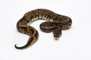 Deserted Studio Stampe: Leopard Ball Python or Royal Python (Python regius)