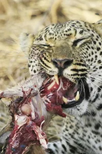 Feliformia Wildlife Images Stampe: Leopard eats impala