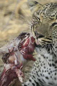 Big Cat Feeding Habits Stampe: Leopard eats impala