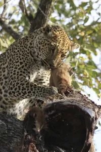 Feliformia Mammalian Predators Stampe: Leopard eats impala in a tree