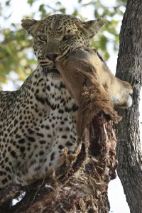Animal Feed In Natural Environment Stampe: Leopard eats impala in a tree