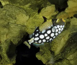 Wildlife Underwater Scene Stampe: Leopard Triggerfish, Leopard Triggerfish