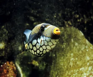 Ray Finned Fishes Stampe: Leopard Triggerfish, Leopard Triggerfish