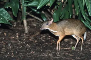 Artiodactyla Species Pictures Stampe: Lesser Malay java mouse deer (Tragulus javanicus)