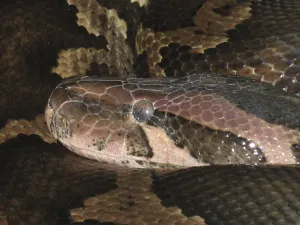 Empty Deserted Landscape Photos Stampe: Light-coloured tiger python (Python molurus molurus)