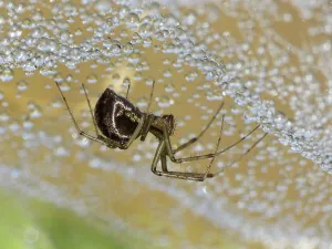 Arthropod Wildlife Pictures Stampe: Linyphia triangularis (Linyphia triangularis)