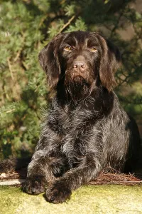 Direct Look Portrait Shot Stampe: Lying German Wirehaired Pointer