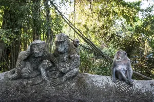 Indonesian Nature Reserve Stampe: Macaque (Macaca), monkey, monkey