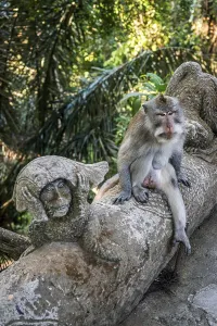 Old World Monkeys Asia Stampe: Macaque (Macaca), monkey, monkey