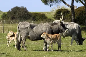 Juvenile Animal Husbandry Stampe: Maremman cattle
