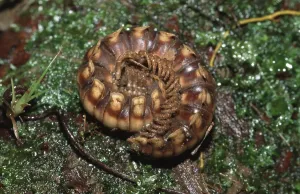 Arthropod Images Stampe: Millipede (Nyssodesmus python), centipede