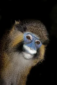 Mammalian Head Shot Stampe: MOUSTACHED MONKEY (cercopithecus cephus) OR MUSTACHED MONKEY