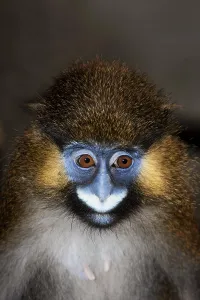 Deserted Landscape Animal Photo Stampe: MOUSTACHED MONKEY (cercopithecus cephus) OR MUSTACHED MONKEY