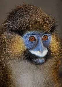 African Animal Portrait Stampe: MOUSTACHED MONKEY (cercopithecus cephus) OR MUSTACHED MONKEY